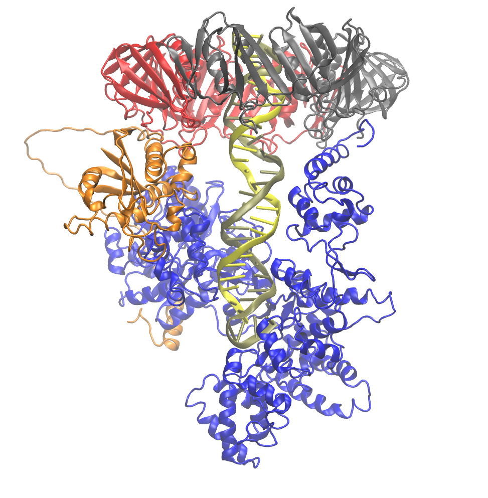 ../../_images/ecoli-polymerase.png