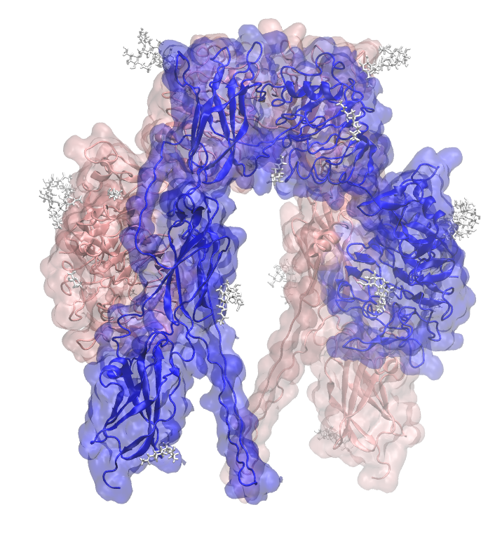 ../../_images/insulin-receptor-ectodomain.png